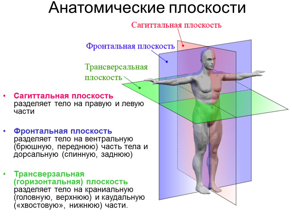 Анатомические плоскости Сагиттальная плоскость разделяет тело на правую и левую части Фронтальная плоскость разделяет